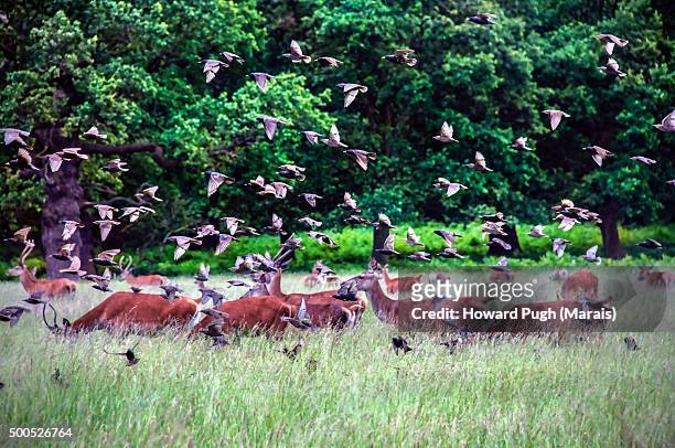 red deer & a flock of birds in flight - garrrapata de venado fotografías e imágenes de stock