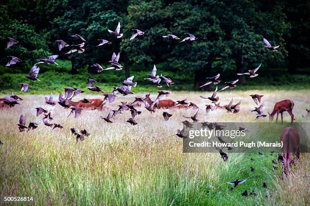 red deer & a flock of birds in flight - garrrapata de venado fotografías e imágenes de stock