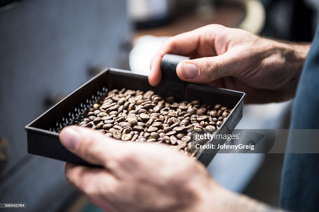 Man holding tray of fresh coffee beans, close up