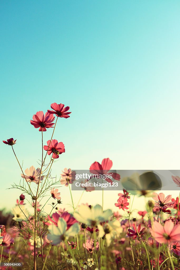 Retro Cosmos Flowers with blue sky