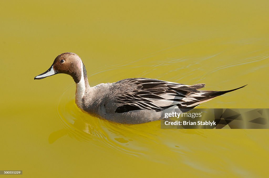 Male pintail duck