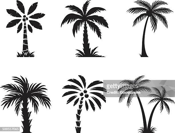 illustrazioni stock, clip art, cartoni animati e icone di tendenza di palma tree - cocos plant