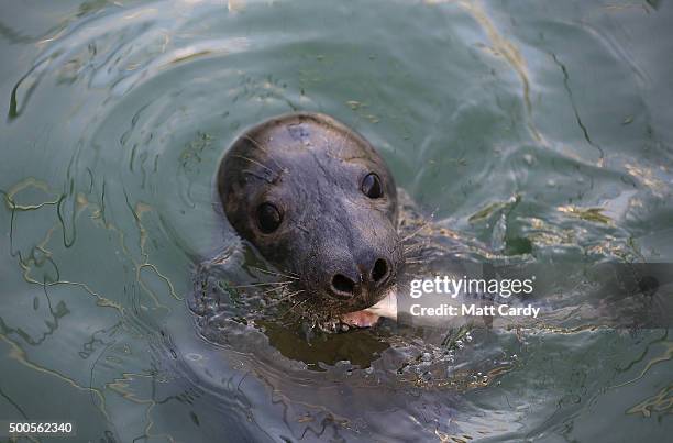 Baby seal eats a fish as it swims in a pool as it rehabilitates at the RSPCA Centre at West Hatch on December 9, 2015 in Taunton, England. The...