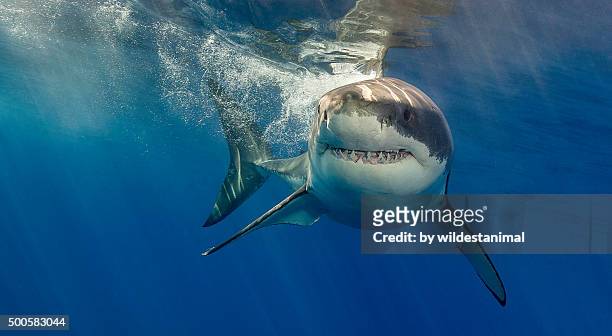 tight lipped grin - shark underwater stock pictures, royalty-free photos & images