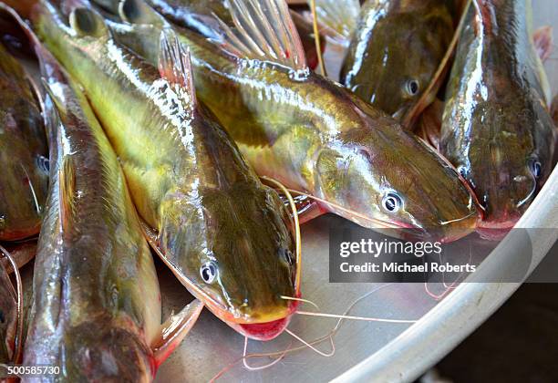 Left Catfish 81 Dead Catfish Stock Photos, High-Res Pictures, and Images - Getty Images
