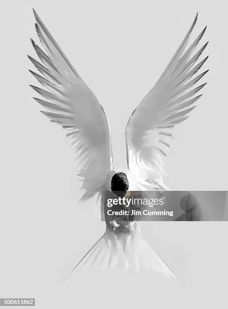 tern landing - aile d'ange photos et images de collection