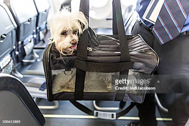 dog traveling on an airplane - pet carrier stock pictures, royalty-free photos & images