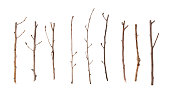 Twigs and Sticks Isolated on White