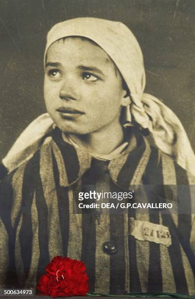 Red flower placed next to a registration photo of prisoner 27129, Krystyna Trzesniewska , a 13 year-old Polish girl, on display at Auschwitz-Birkenau...