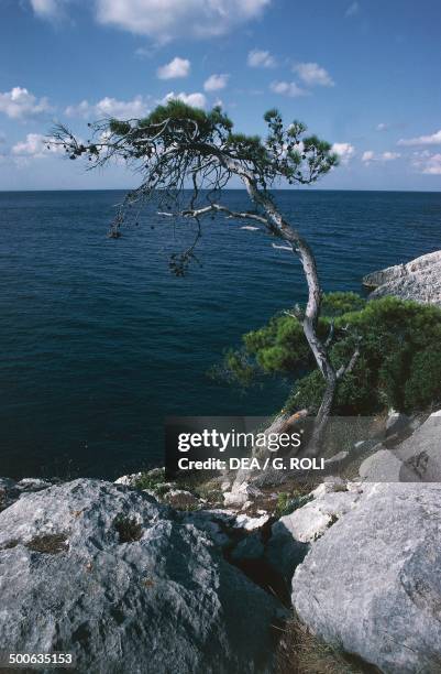 Aleppo pine at Devil's Point, San Domino Island, Tremiti Islands, Gargano national park, Apulia, Italy.