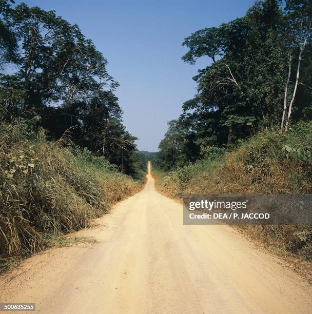 Road in the Ituri forest near Epulu, Province Orientale, Democratic Republic of the Congo.