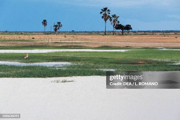 Marshes in the Niger river delta, Mali.
