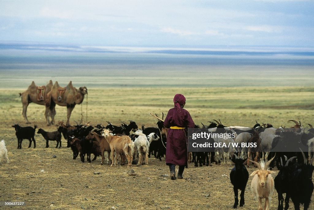 Shepherd with goats and camels...