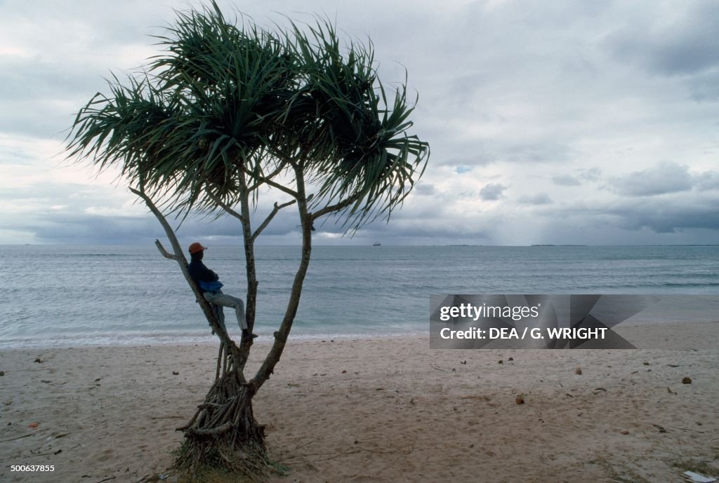 Man leaning on a palm tree...