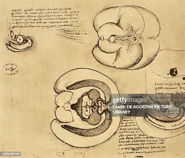 The brain of an ox injected to demonstrate the shape of the cerebral ventricles , 1508-1510, drawing by Leonardo da Vinci , from Quaderni di...