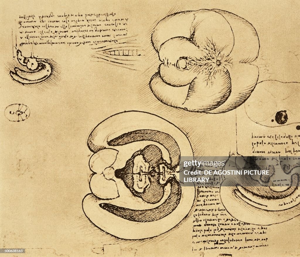 Oxbrain The brain of an ox injected to demonstrate the shape of the cerebral ...