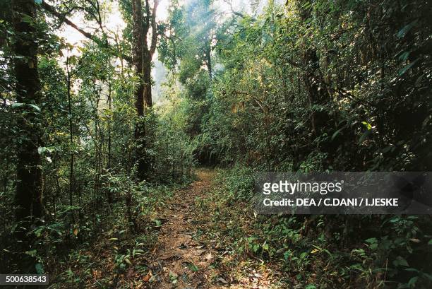 Warm temperate deciduous forest, Darjeeling, Bengal, India.