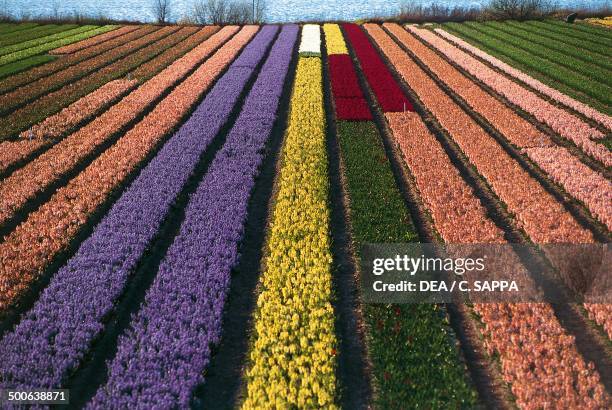 Cultivation of tulips and other bulbous plants near Lisse, South Holland, Netherlands.