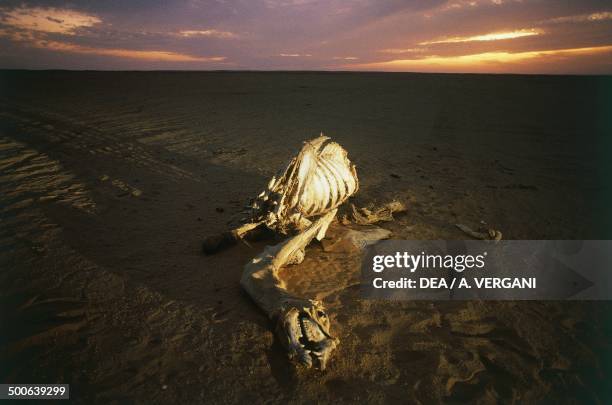 Camel carcass in the desert along the Wadi Halfa caravan route between Egypt and Sudan, Eastern Sahara , Egypt.