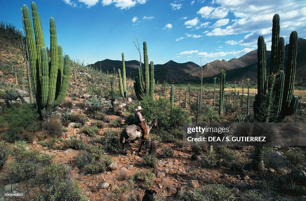 Saguaro cactus...