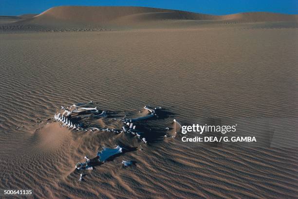 Dromedary skeleton, Tenere desert, Niger.