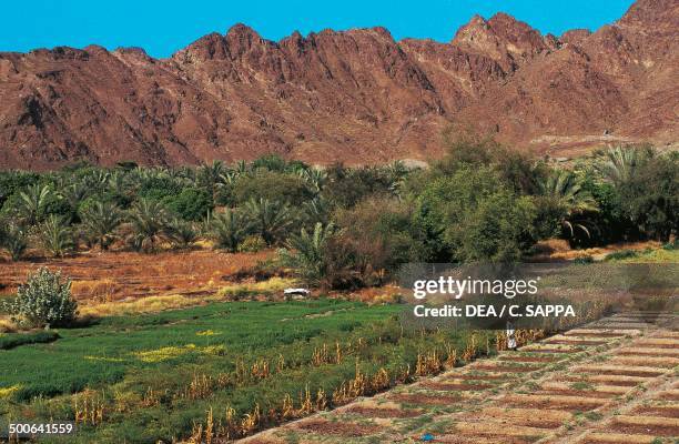 Masafi In Uae Masafi Photos and Premium High Res Pictures - Getty Images