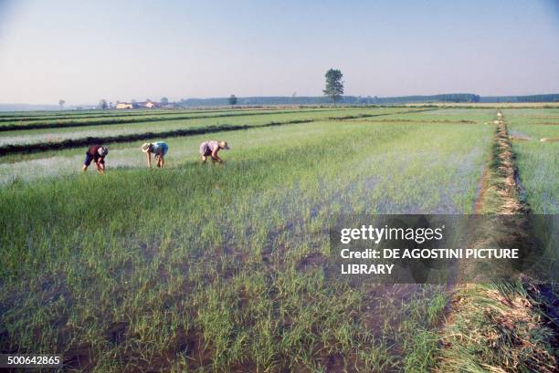 Italian Rice Workers 64 Weeders Stock Photos, High-Res Pictures, and Images - Getty Images
