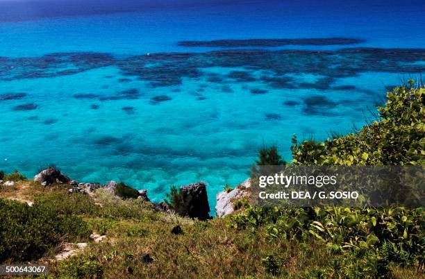 Vegetation along the coast of Warwick long bay, Great Sound of Bermuda , British Overseas Territory.