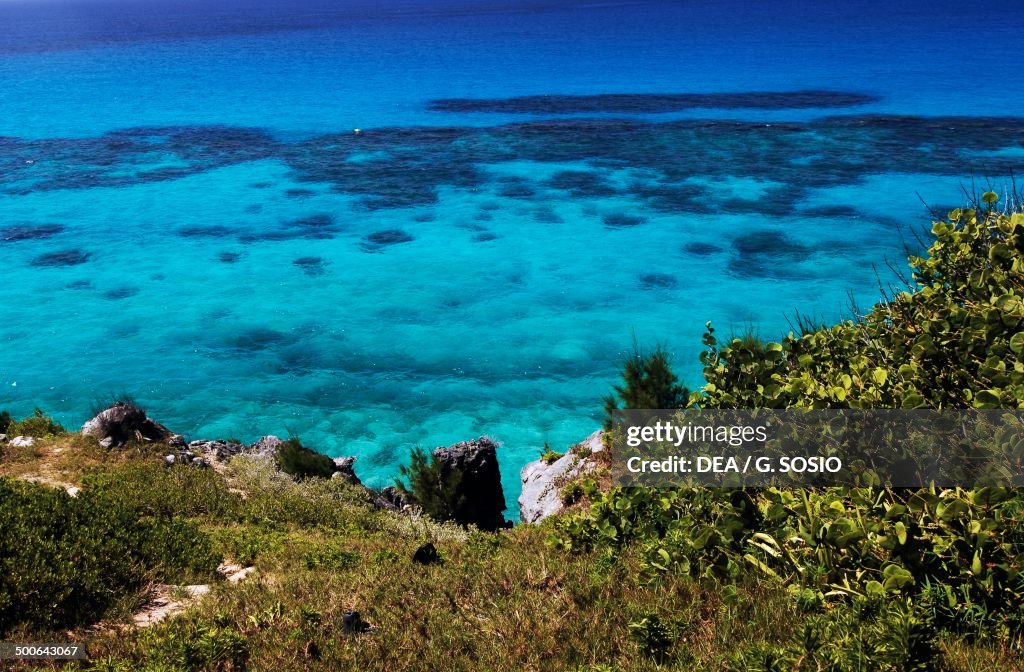 Vegetation along coast of Warwick long bay