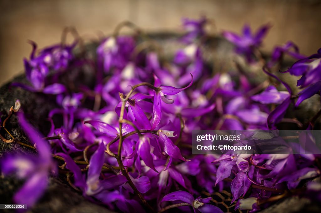 Guarianthe skinneri (Guaria Morada)