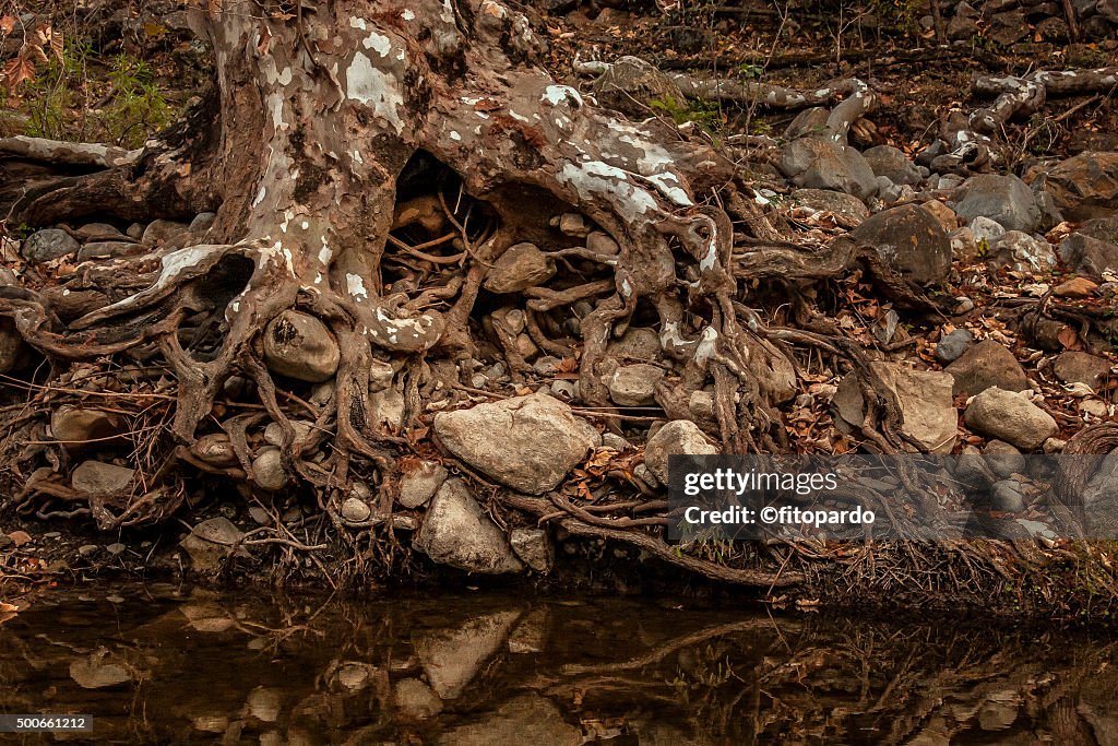 Cypress and Cypress knee