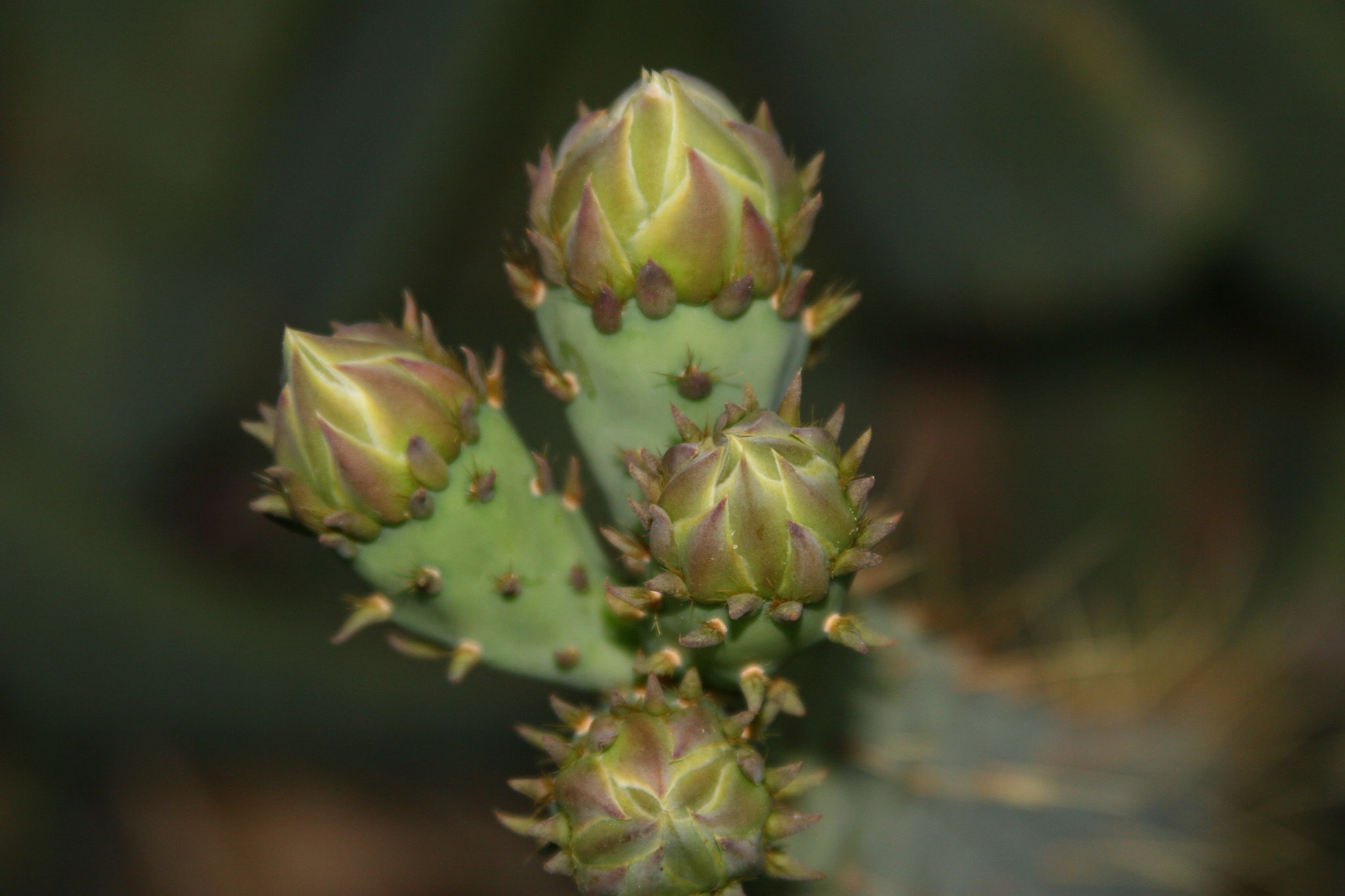 scottsdale gardens