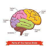 Colored and labeled human brain diagram
