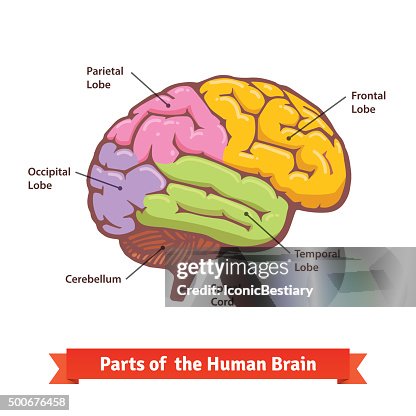 Human Brain Classification Colored And Labeled Human Brain Diagram High-Res Vector Graphic - Getty ...