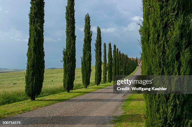 Gravel road going to farm house flanked by Italian cypress trees near San Quirico in the Val d'Orcia near Pienza in Tuscany, Italy.