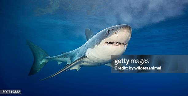 looking happy - great white shark - fotografias e filmes do acervo