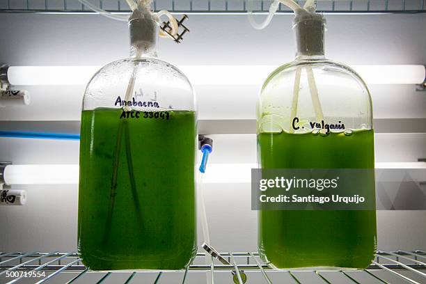 green algae being grown on the lab - anabaena spiroides stock pictures, royalty-free photos & images