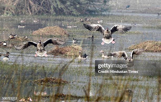 Sultanpur National Park has already over 200 bird species despite the late onset of winter and more birds are expected to fly in as temperature drops...