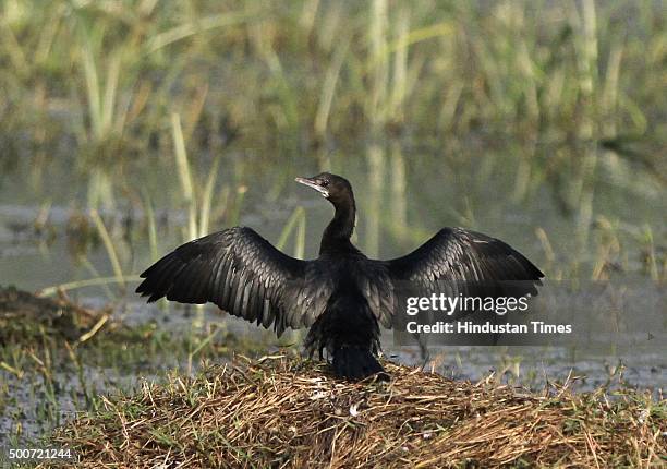 Sultanpur National Park has already over 200 bird species despite the late onset of winter and more birds are expected to fly in as temperature drops...