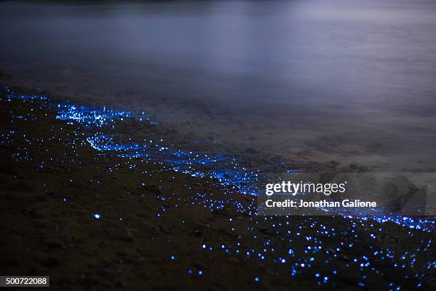 bioluminescent sea fireflies - bioluminescence stock-fotos und bilder