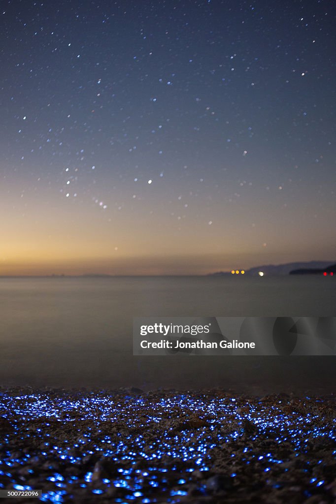 Bioluminescent Sea Fireflies