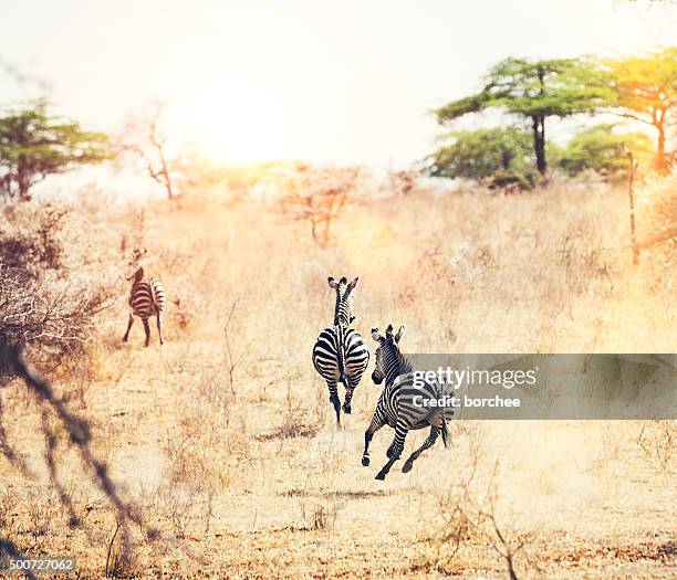 running zebras - zebra herd running stock pictures, royalty-free photos & images