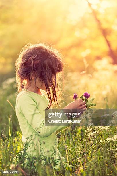 picking flowers - svensk sommar bildbanksfoton och bilder