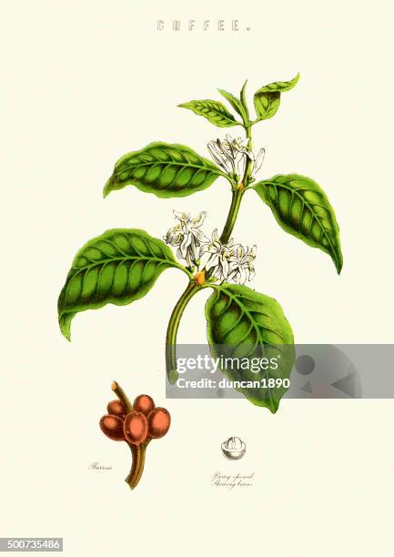 stockillustraties, clipart, cartoons en iconen met coffee plant - geroosterde koffieboon