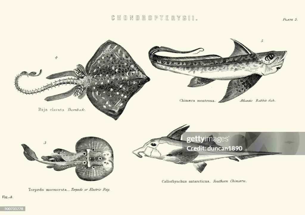 Natural History - Fish - Chondropterygii