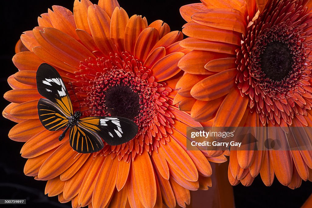 Butterfly on orange mums
