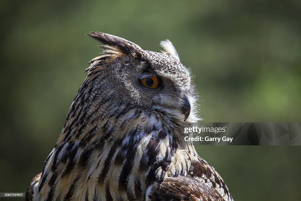 Eurasian Eagle-Owl