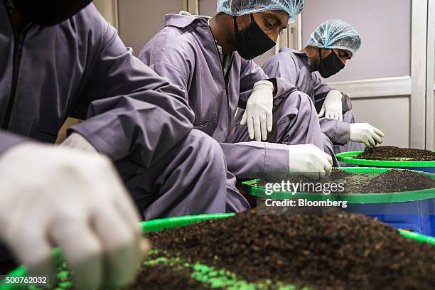 Employees sort tea leaves at a Teabox facility in Siliguri, West Bengal, India, on Tuesday, Dec. 8. 2015. Startup company Teabox works with 150...