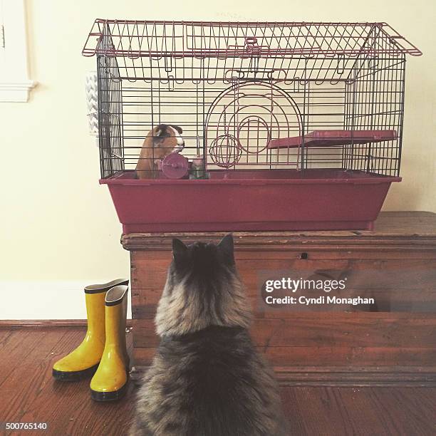 cat and guinea pig - domestic cat stalking stock pictures, royalty-free photos & images