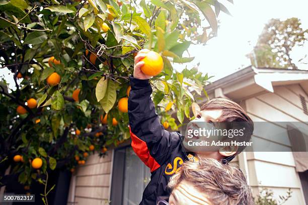 caucasian boy picking fruit on father's shoulders - human body part stock pictures, royalty-free photos & images